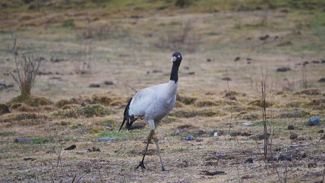 Grulla Cuellinegra - ML291610591