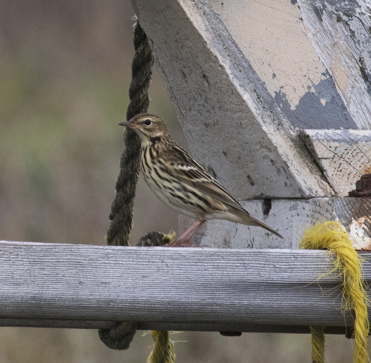 Pechora Pipit - ML291610911