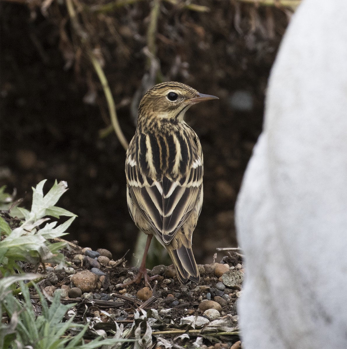 Pechora Pipit - ML291610931