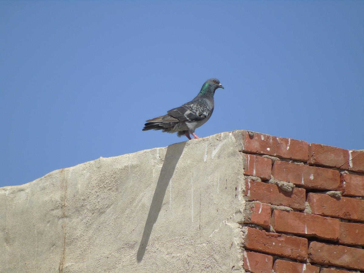 Rock Pigeon - Carlos Pereira