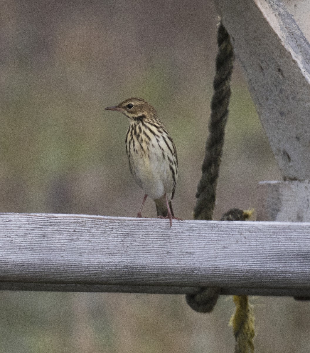 Pechora Pipit - ML291611051