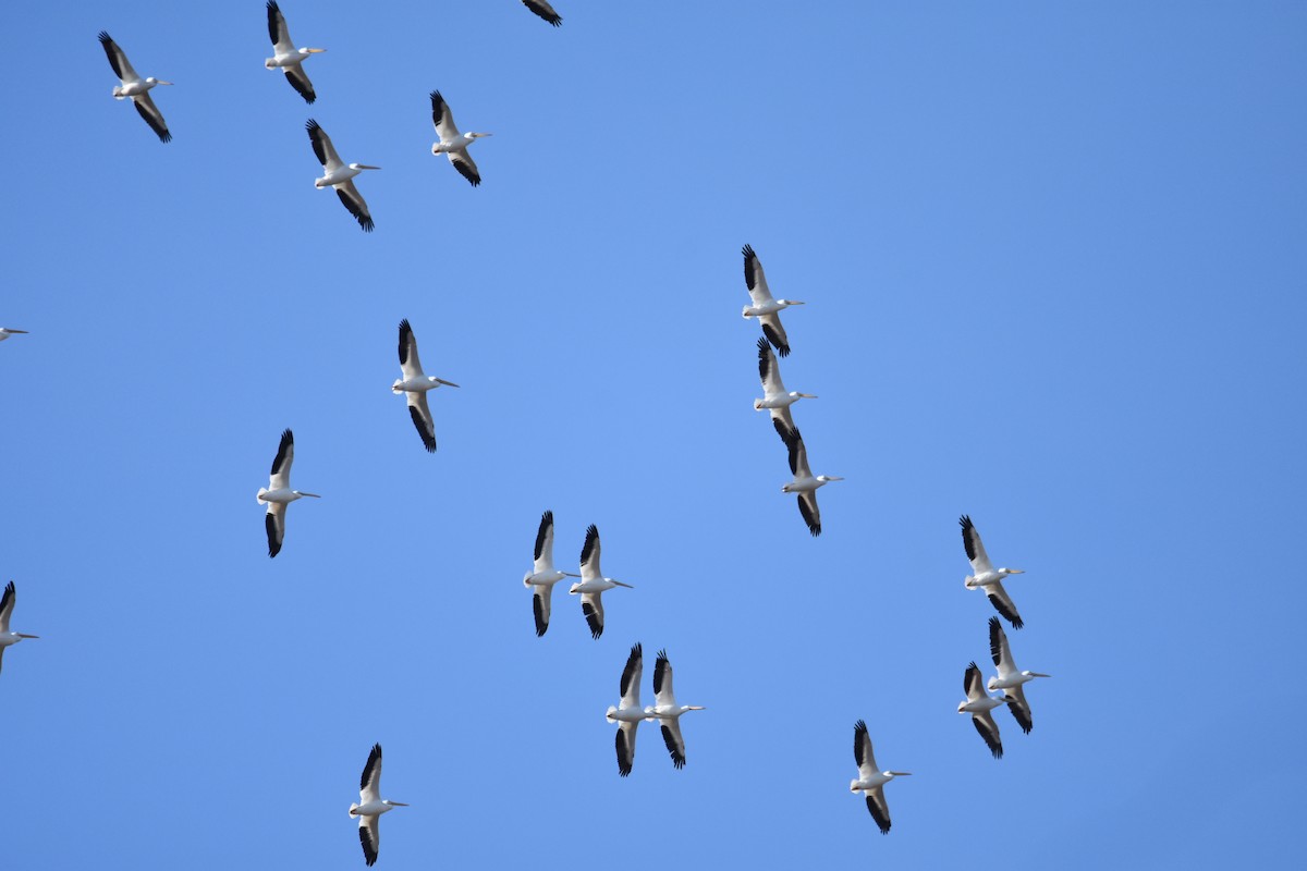 American White Pelican - ML291611231