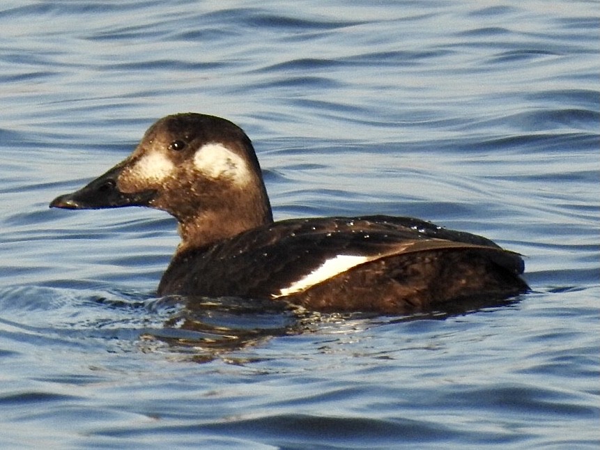 White-winged Scoter - ML291611361