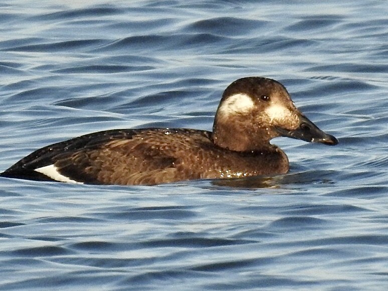 White-winged Scoter - ML291611411