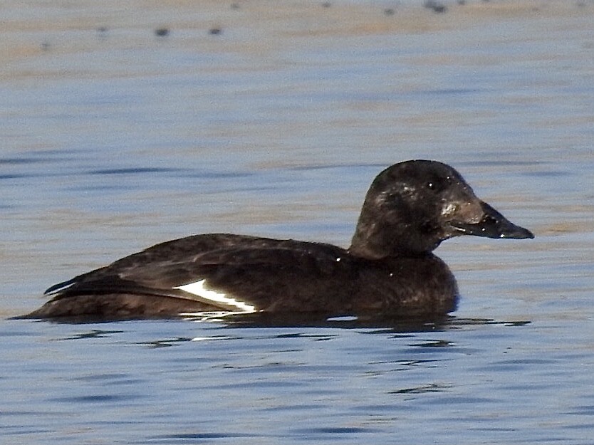 White-winged Scoter - ML291611481