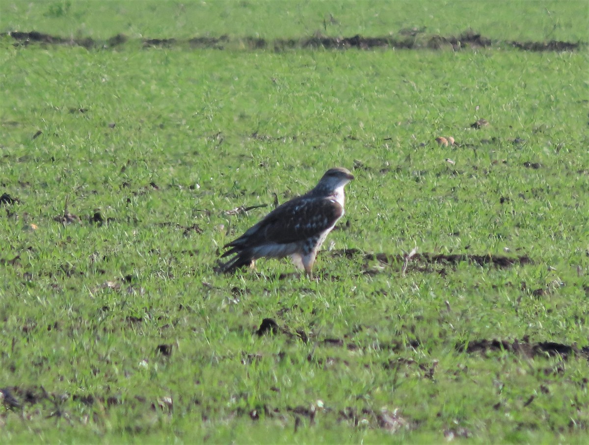 Ferruginous Hawk - ML291612011