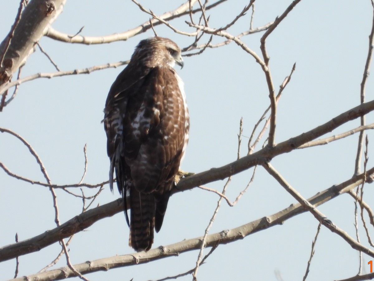 Red-tailed Hawk - ML291612231