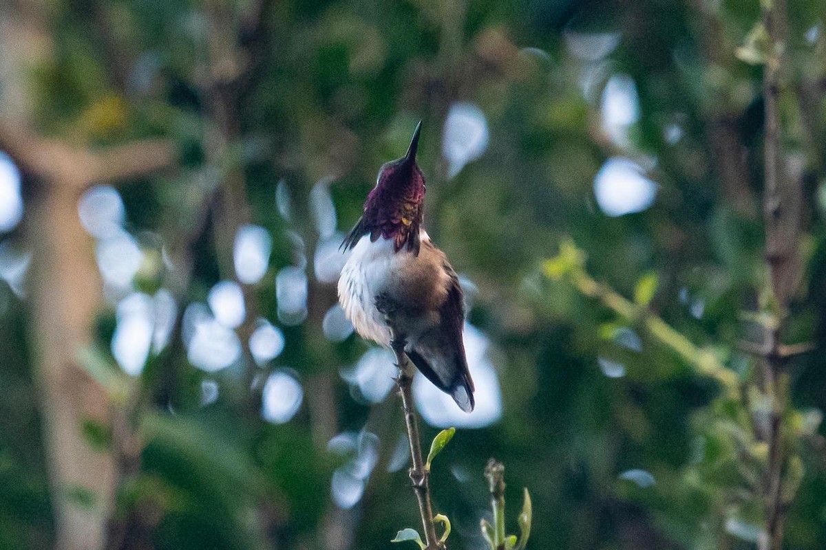Wine-throated Hummingbird - ML291615751