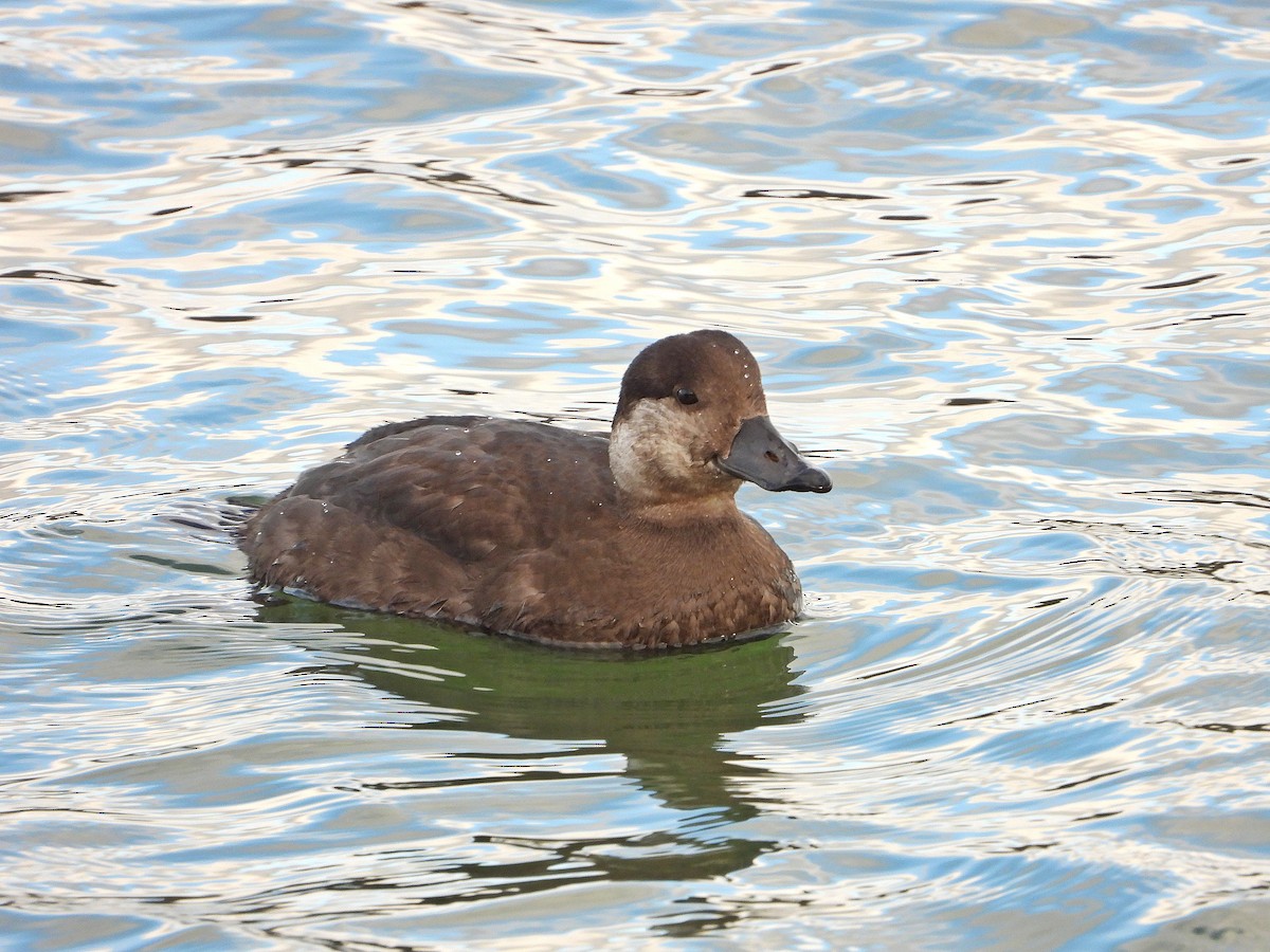 Black Scoter - ML291616481