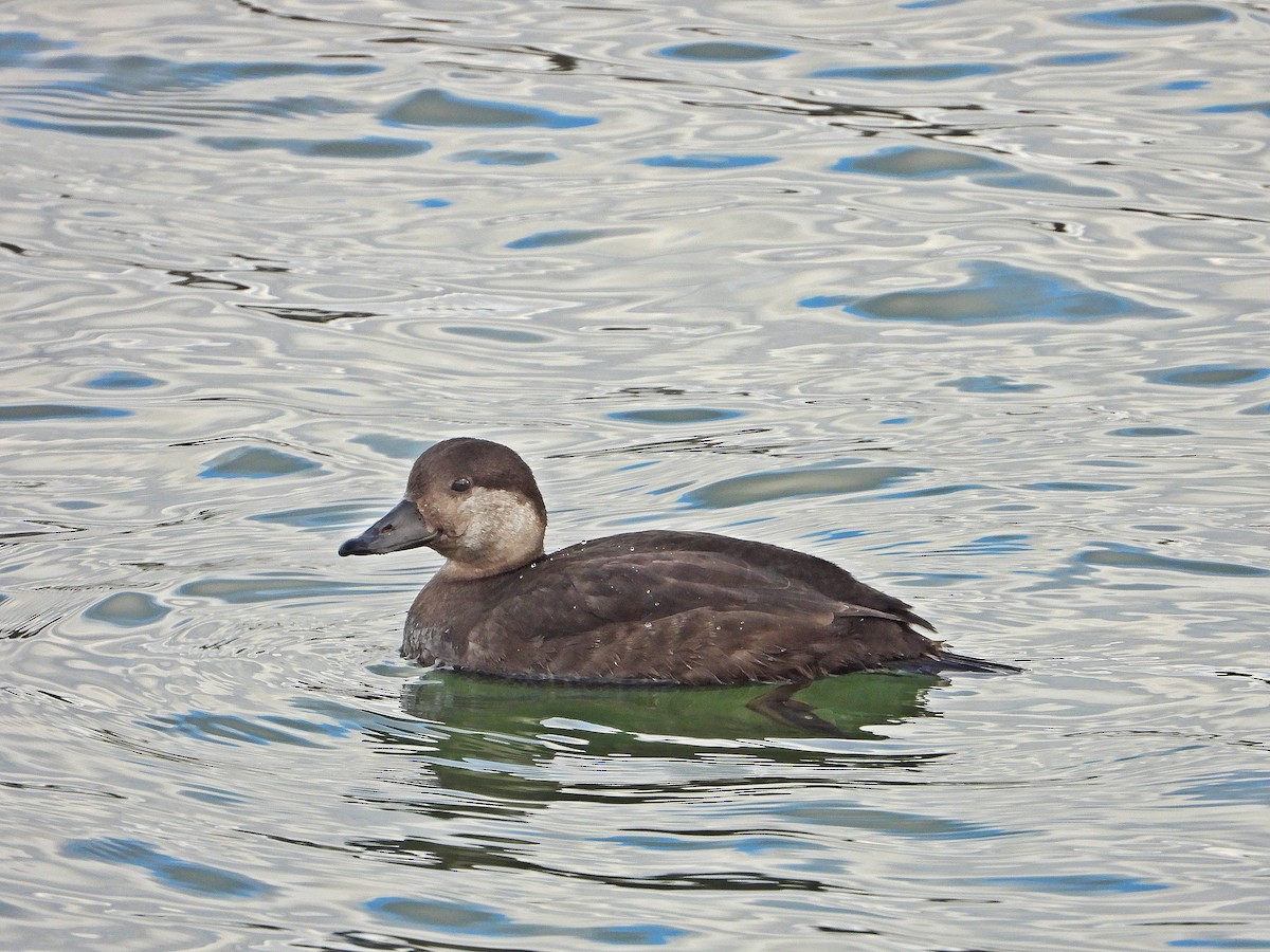 Black Scoter - ML291616491