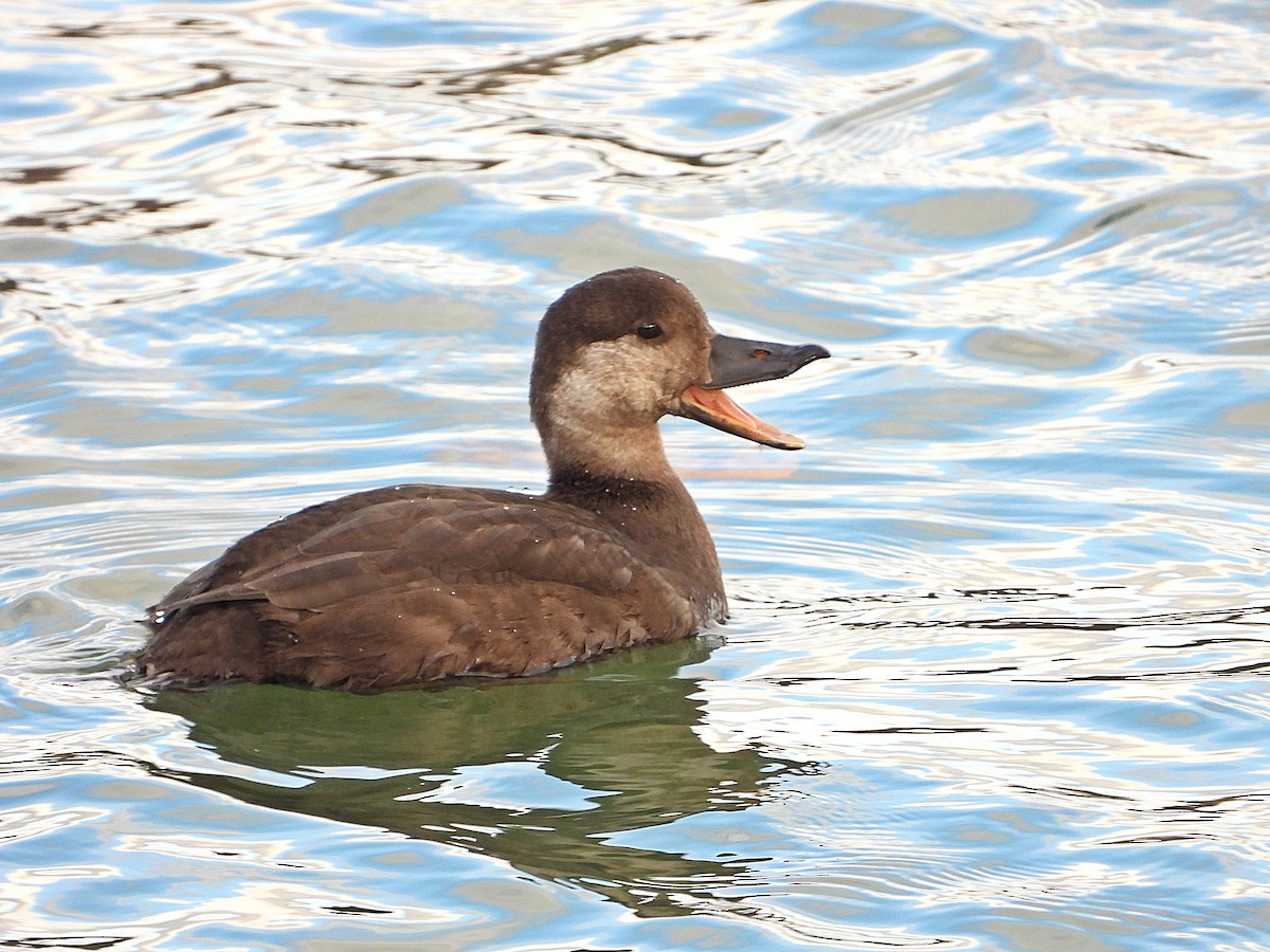 Black Scoter - ML291616501