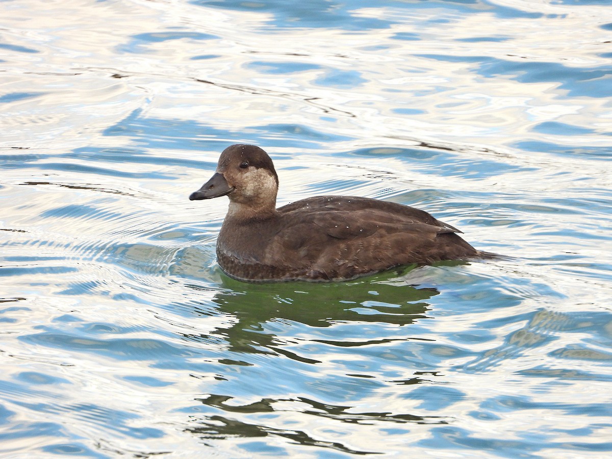 Black Scoter - ML291616511