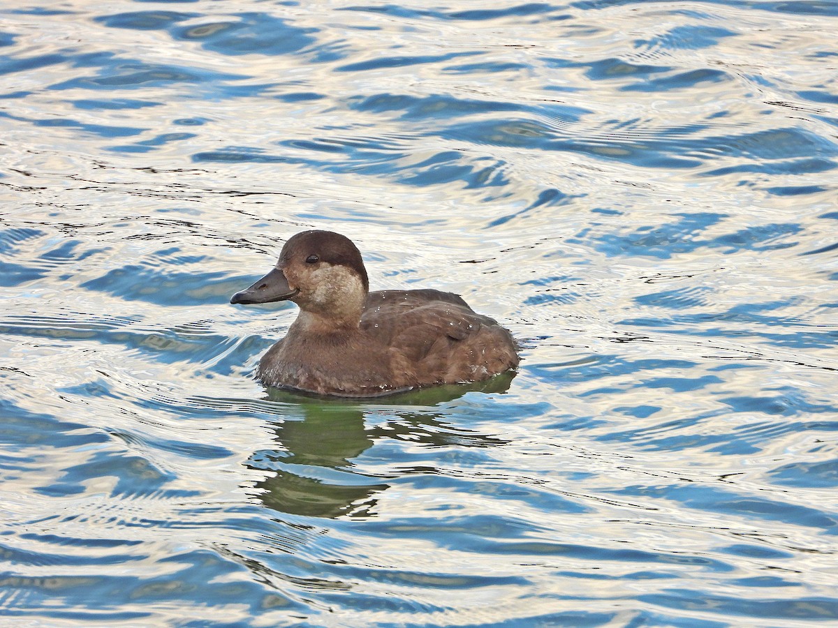 Black Scoter - ML291616531