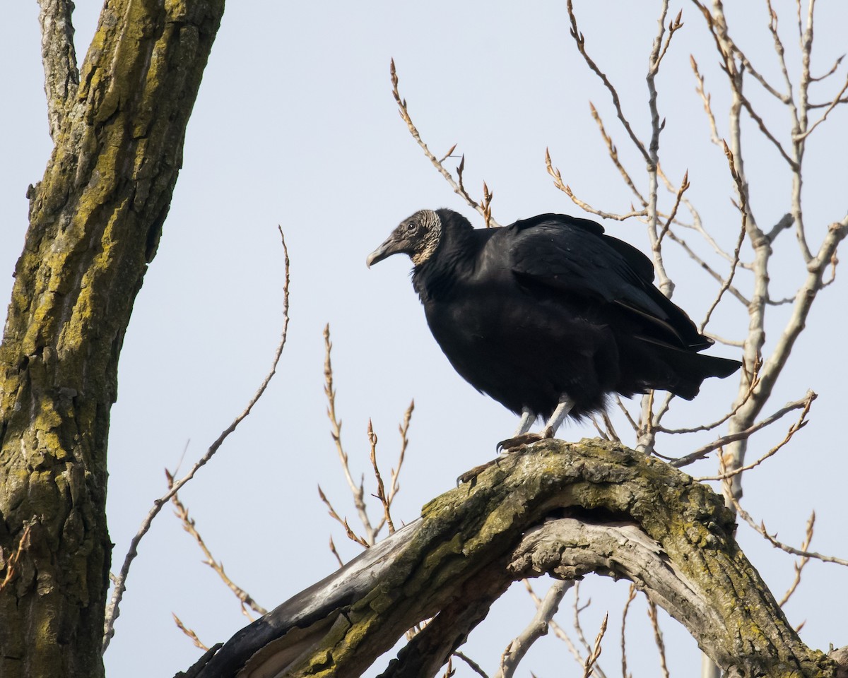Black Vulture - ML291617211
