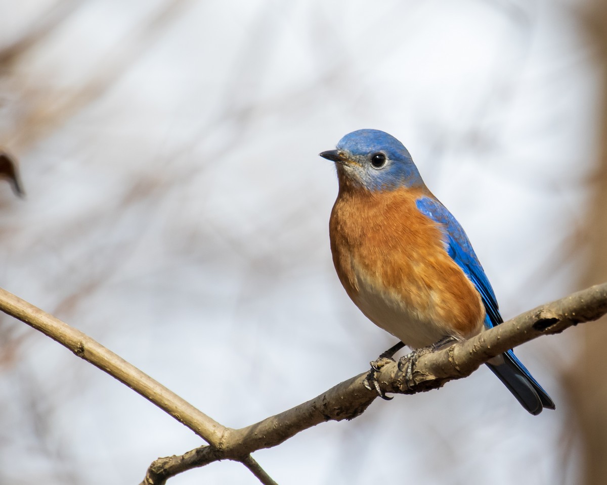 Eastern Bluebird - ML291618221