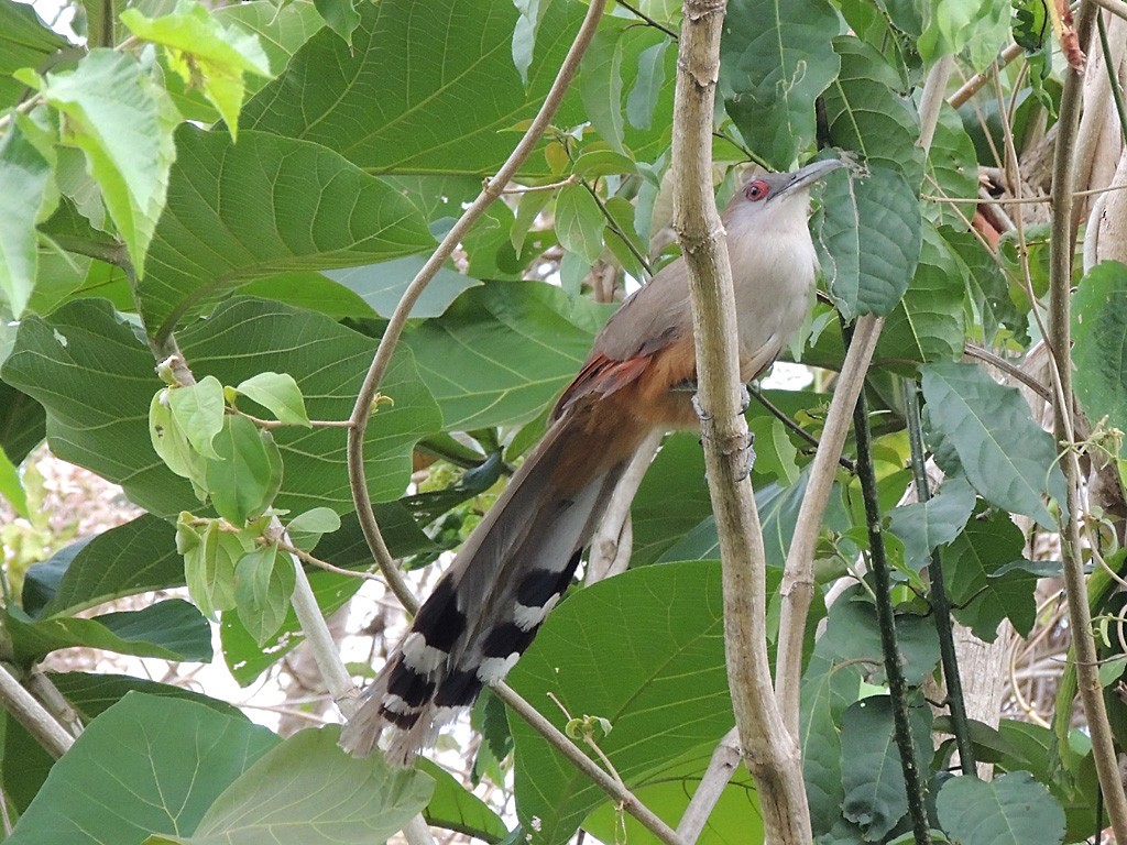 Great Lizard-Cuckoo (Cuban) - Richard Garrigues