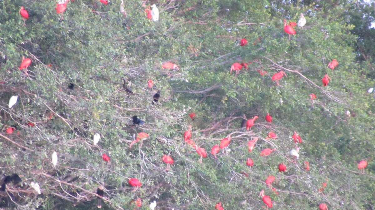 Scarlet Ibis - Laura Latorre