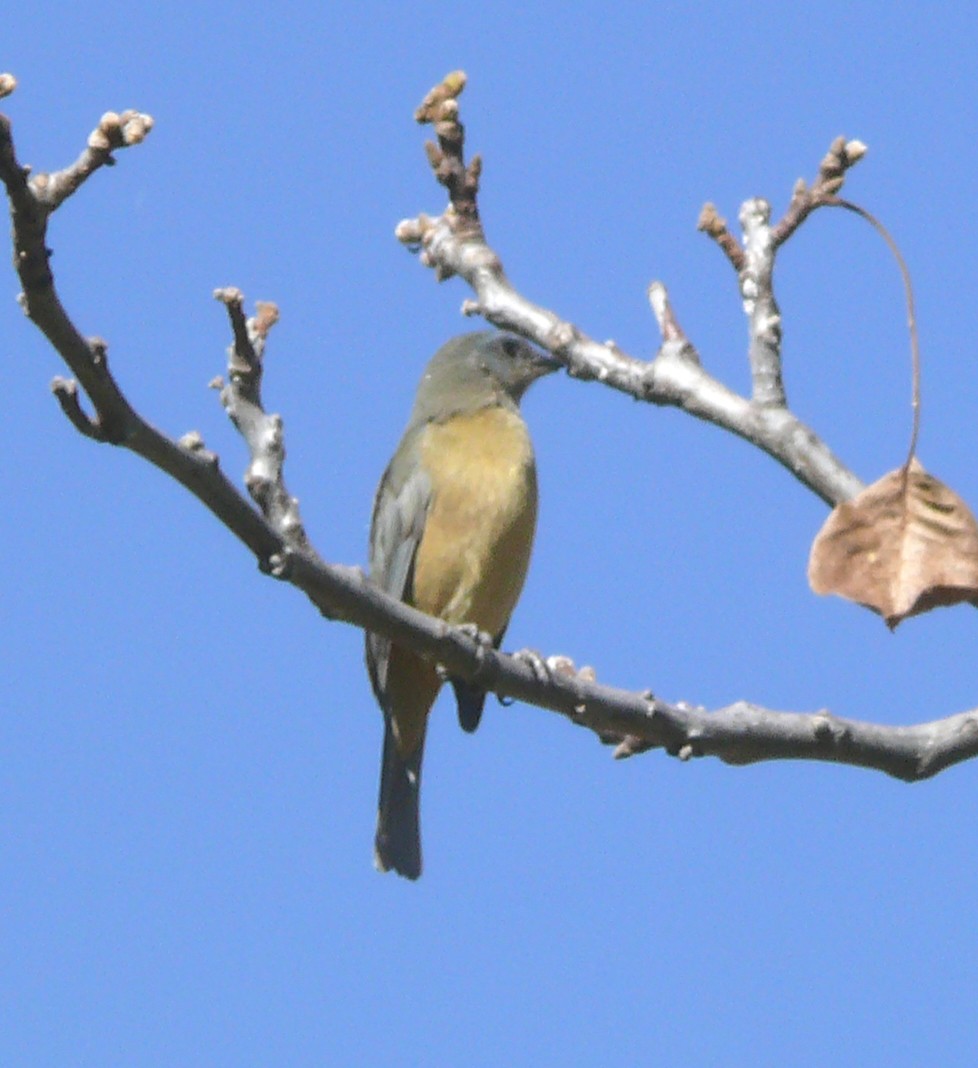 Blue-and-yellow Tanager - ML291622301