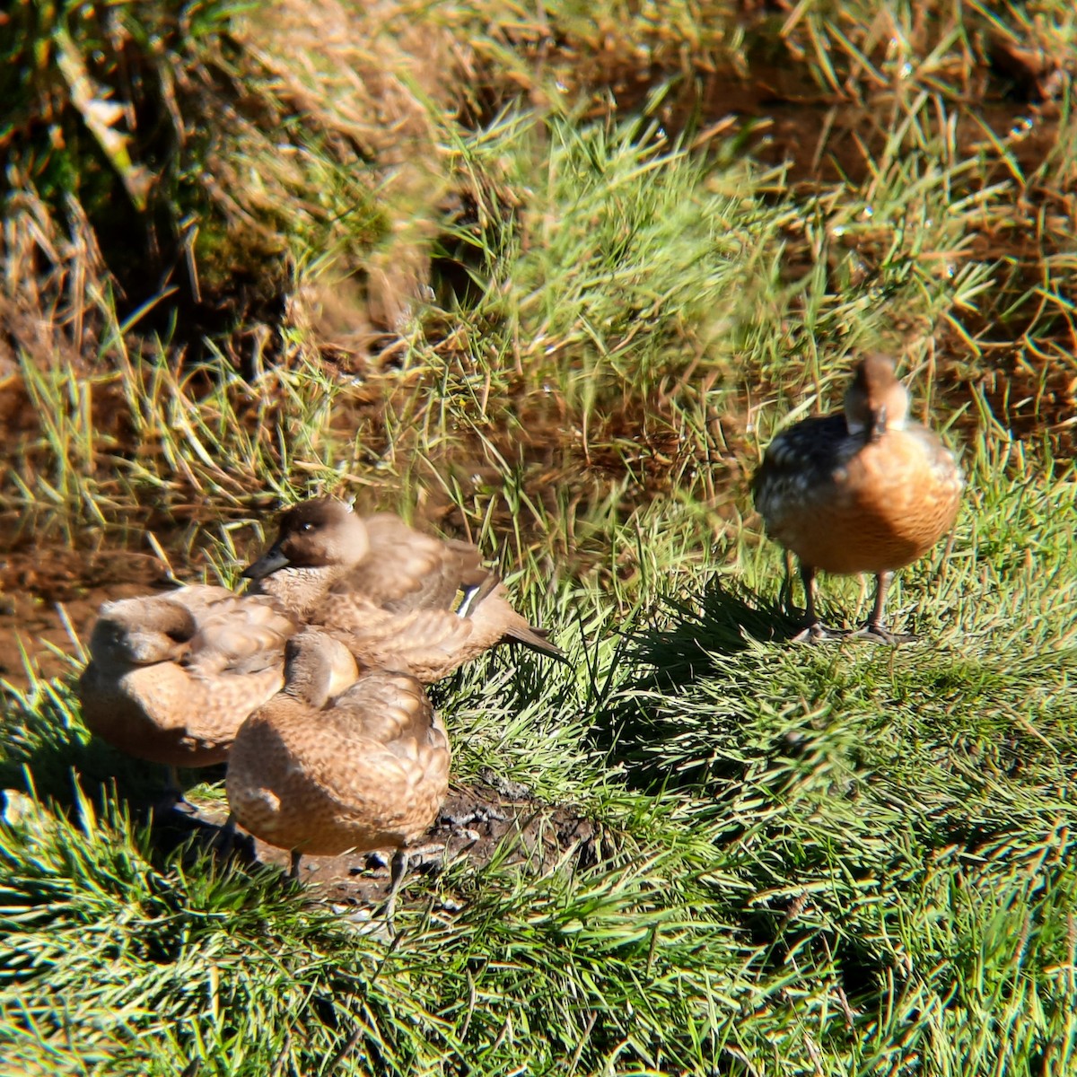 Crested Duck - ML291622311