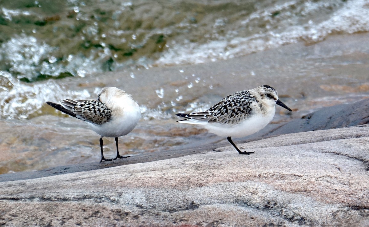 Bécasseau sanderling - ML291622341