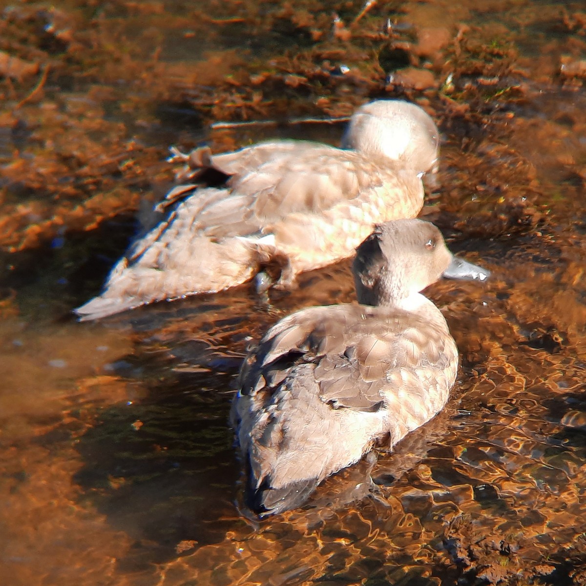 Crested Duck - ML291622511