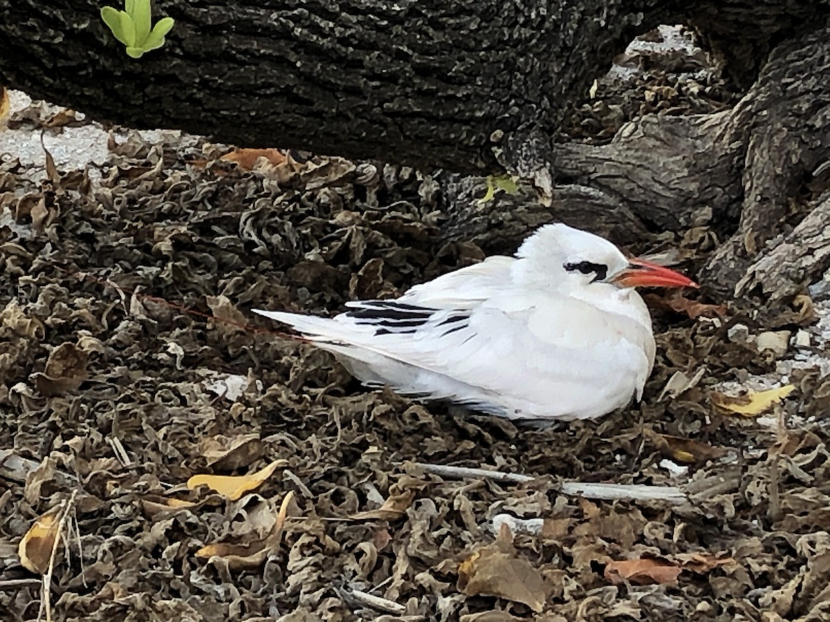 Red-tailed Tropicbird - ML291622531