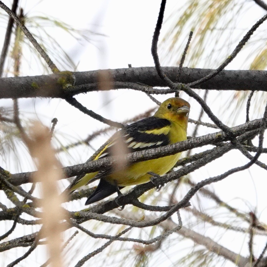Western Tanager - ML291622601