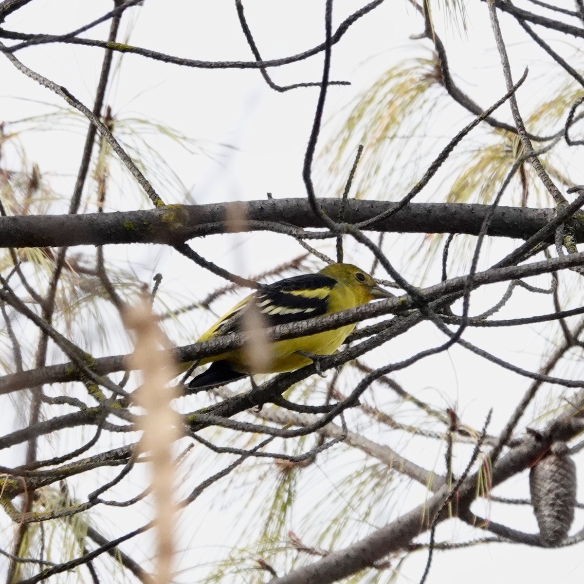 Western Tanager - ML291622611