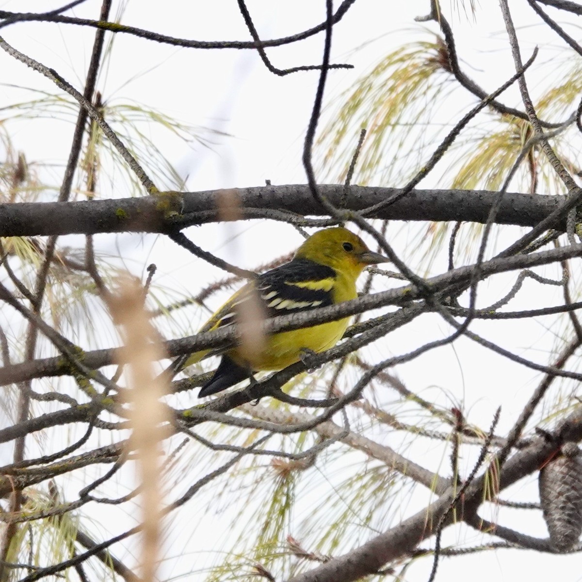 Western Tanager - ML291622621