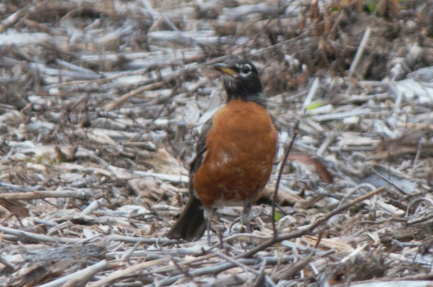 American Robin - ML291622931