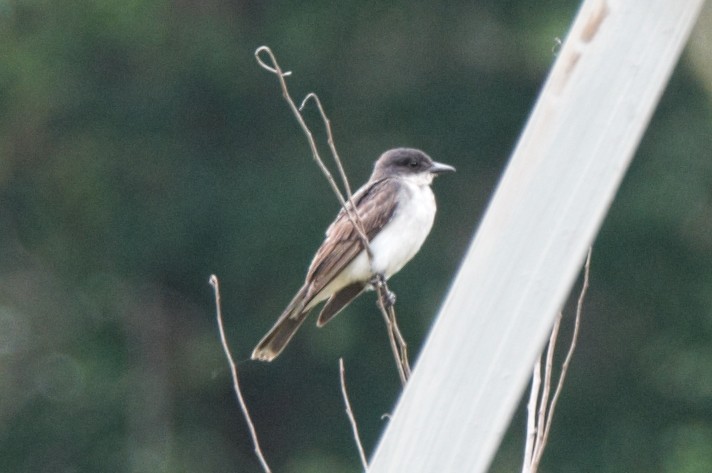 Eastern Kingbird - ML291622961