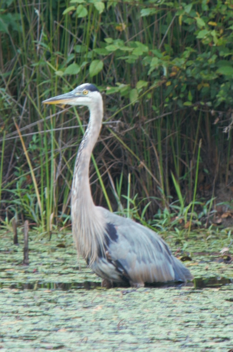 Great Blue Heron - ML291623021