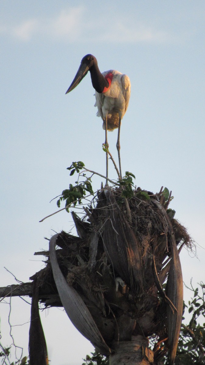 Jabiru - Laura Latorre