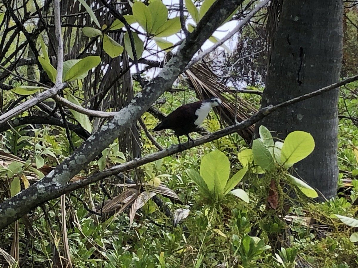 Polynesian Ground Dove - ML291623891