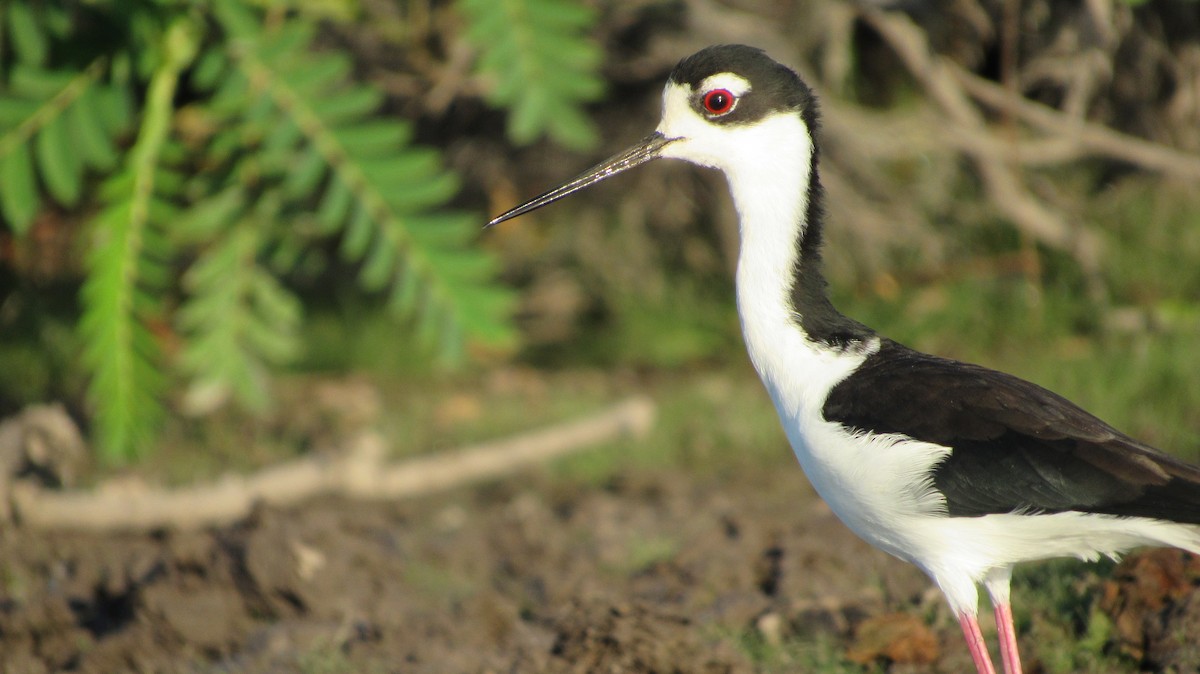 Black-necked Stilt - Laura Latorre