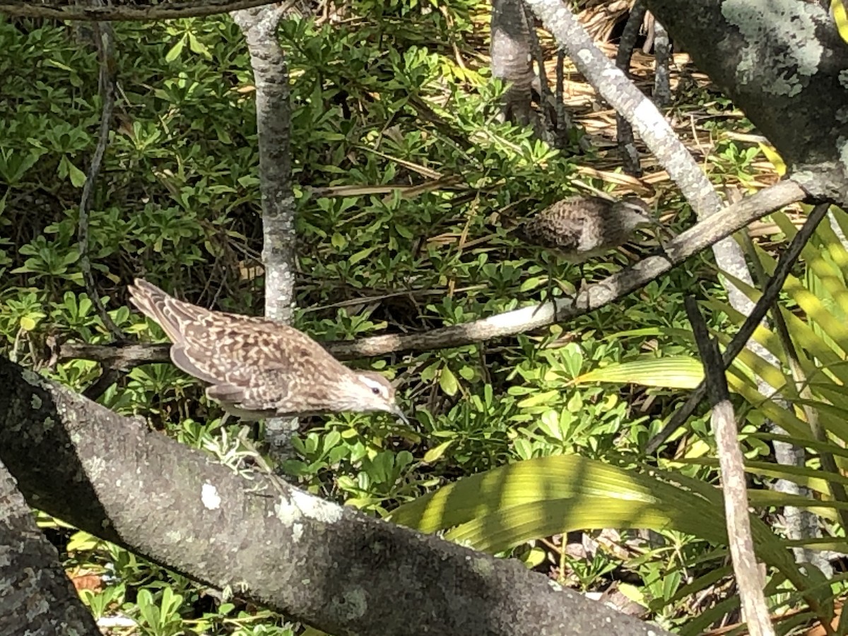 Tuamotu Sandpiper - Rick Schaefer