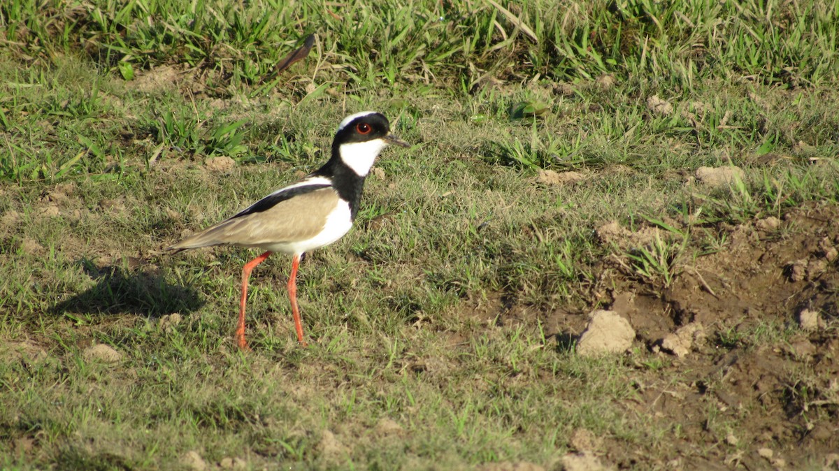 Pied Plover - Laura Latorre