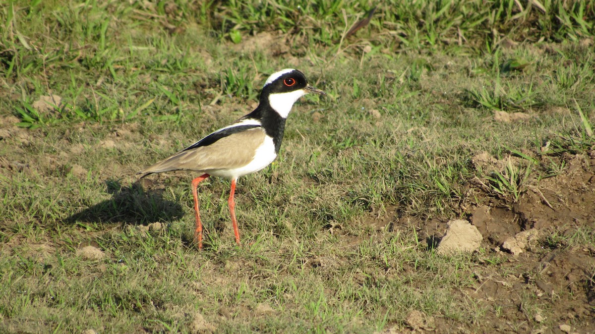 Pied Plover - ML291624161