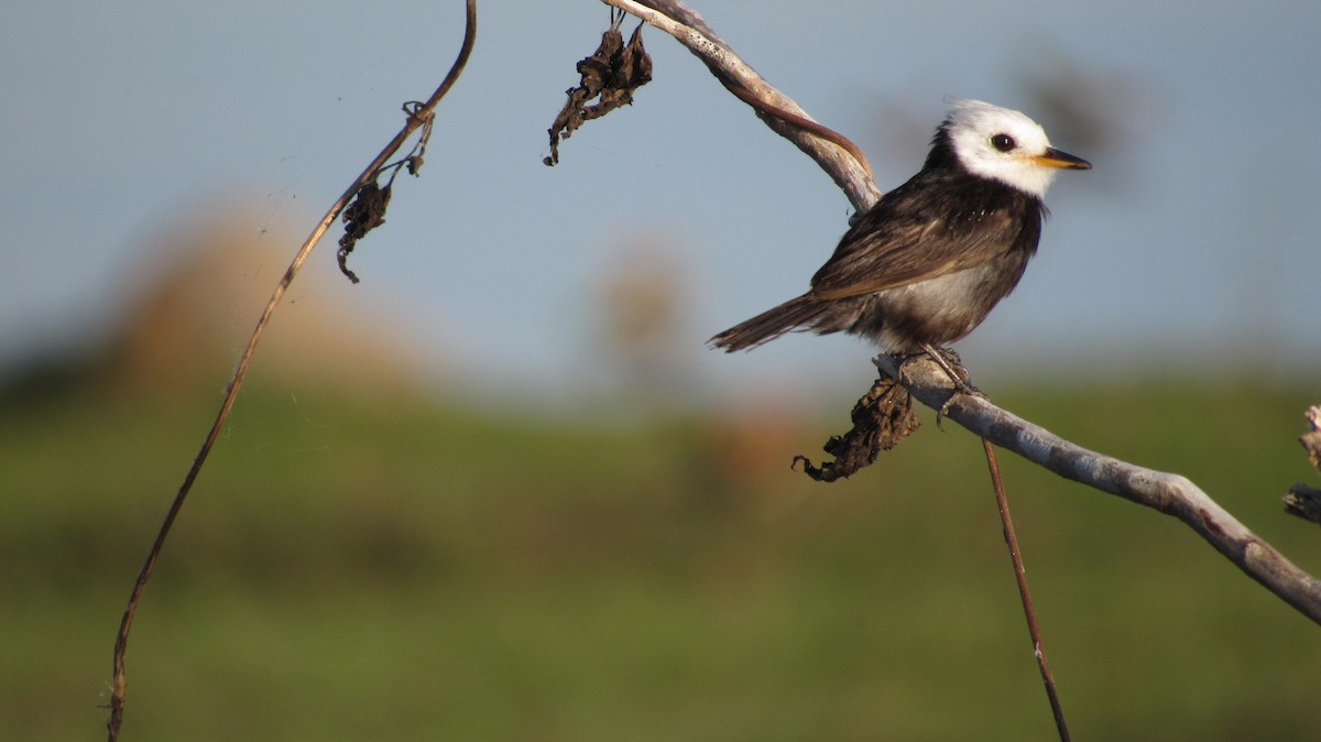 White-headed Marsh Tyrant - ML291624641