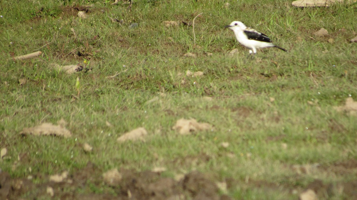 Pied Water-Tyrant - Laura Latorre