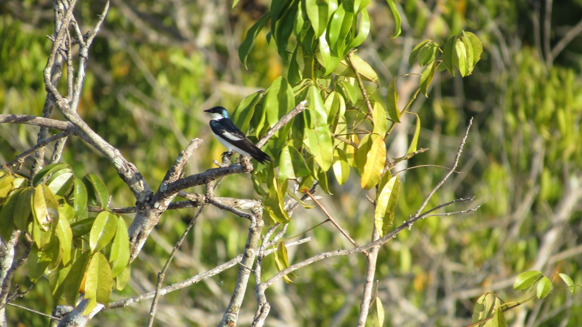 White-winged Swallow - ML291624941