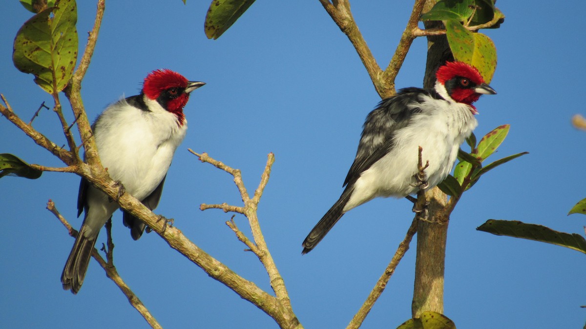 Masked Cardinal - ML291624991