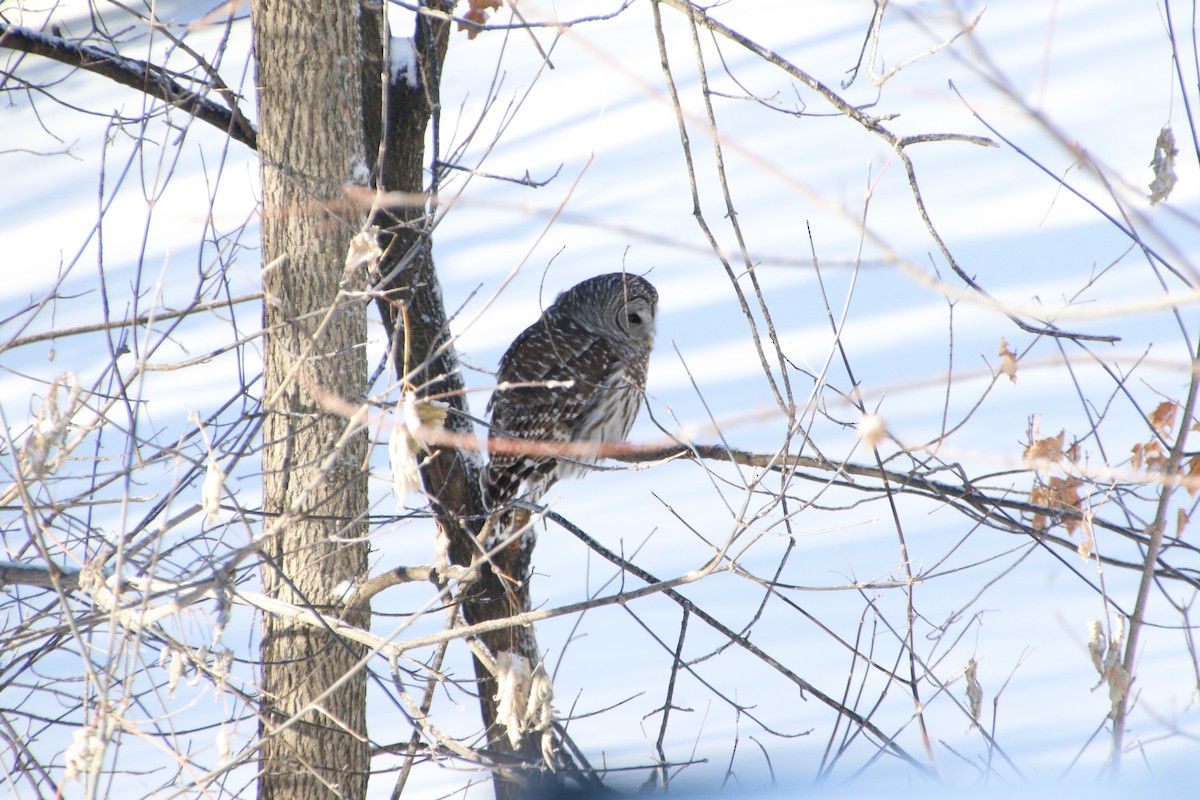 Barred Owl - Mathew Zappa