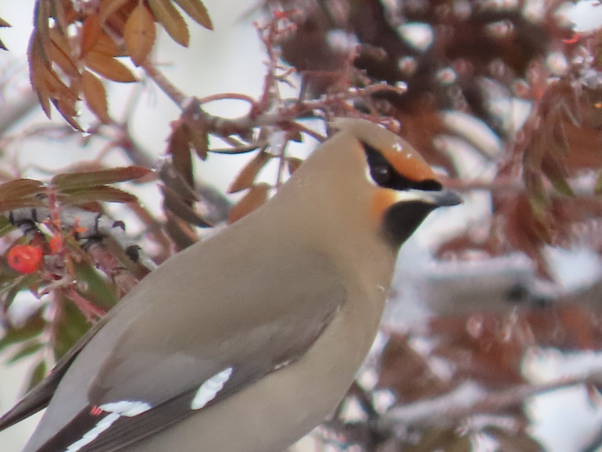 Bohemian Waxwing - ML291625391