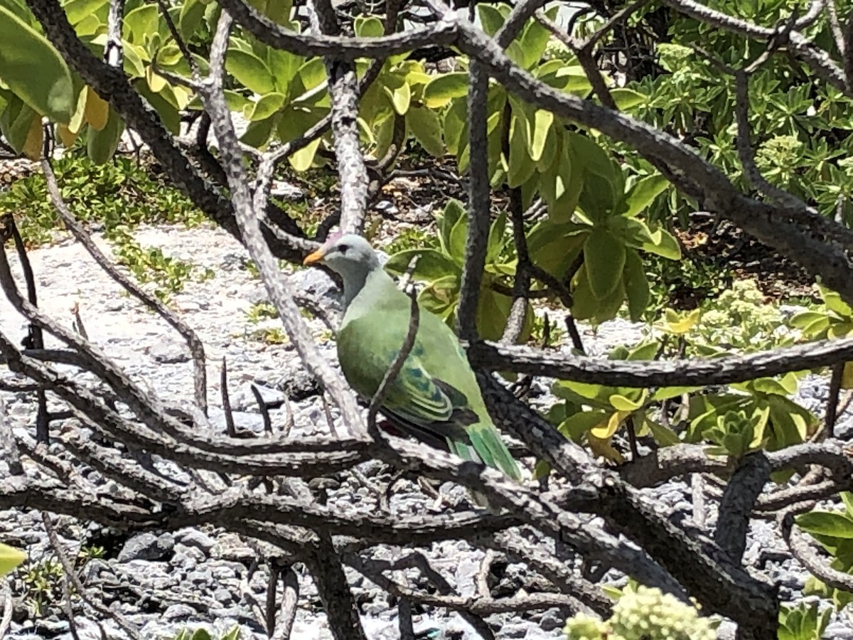 Atoll Fruit-Dove - ML291625521