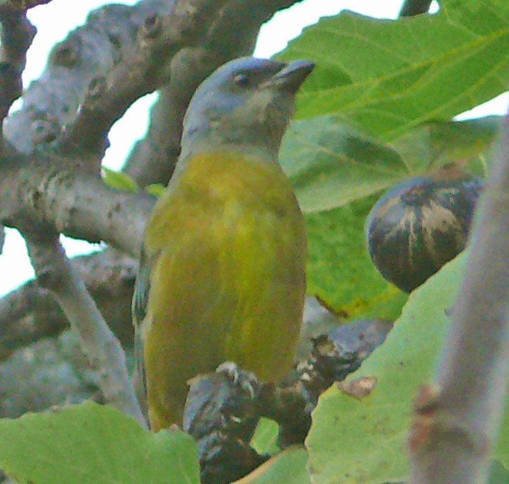 Blue-and-yellow Tanager - ML291625591