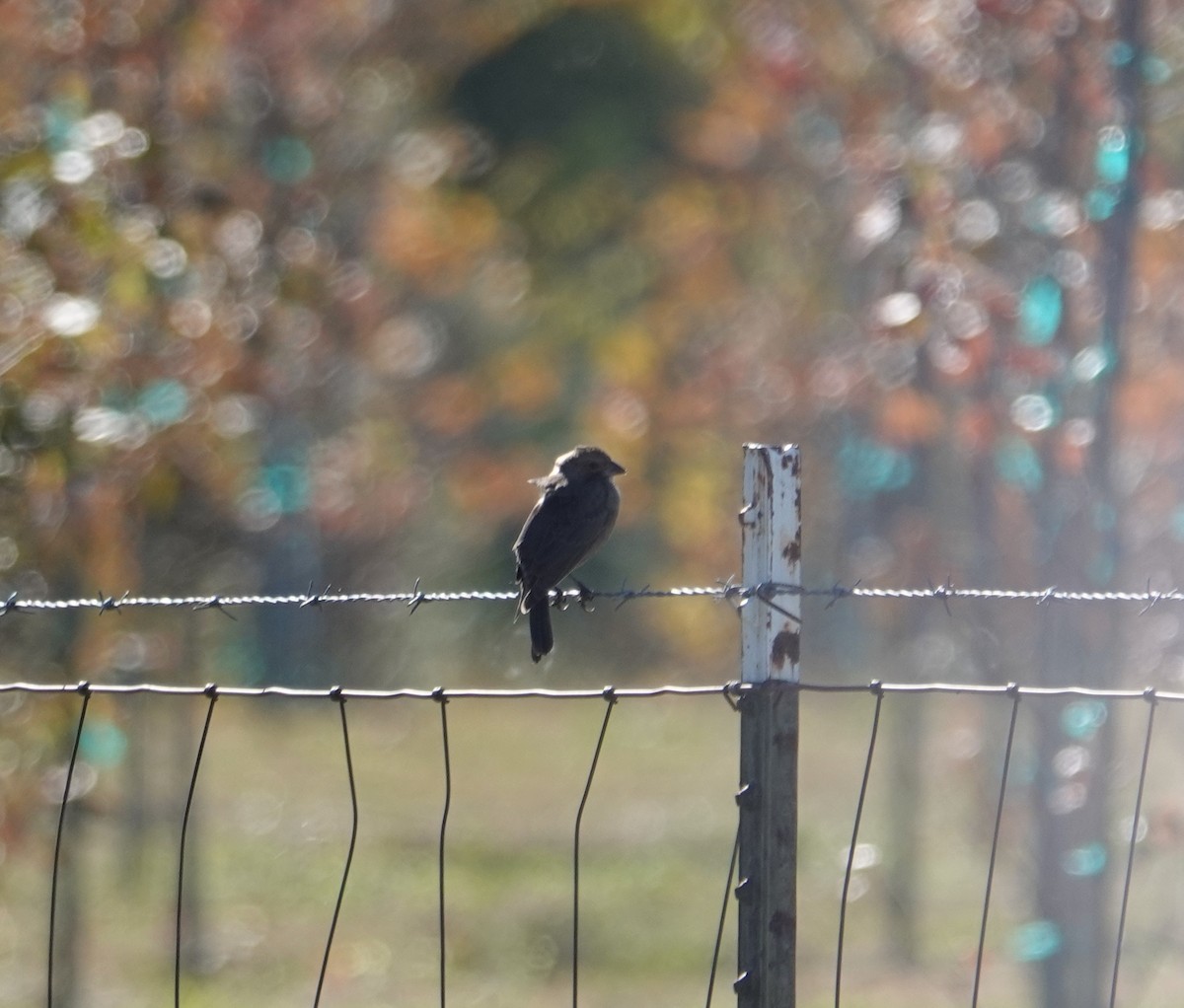 Brown-headed Cowbird - ML291625601