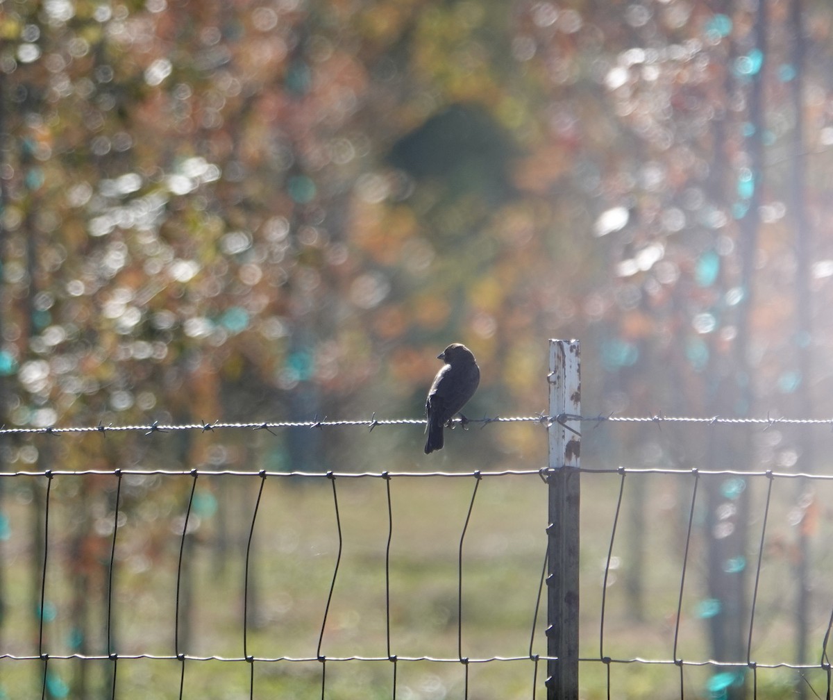 Brown-headed Cowbird - ML291625611