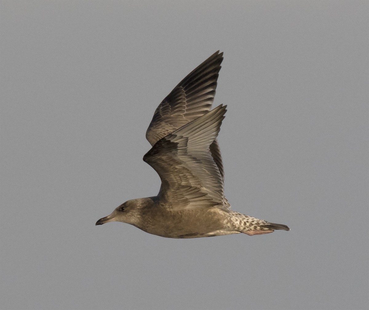 Herring Gull (Vega) - ML291626141