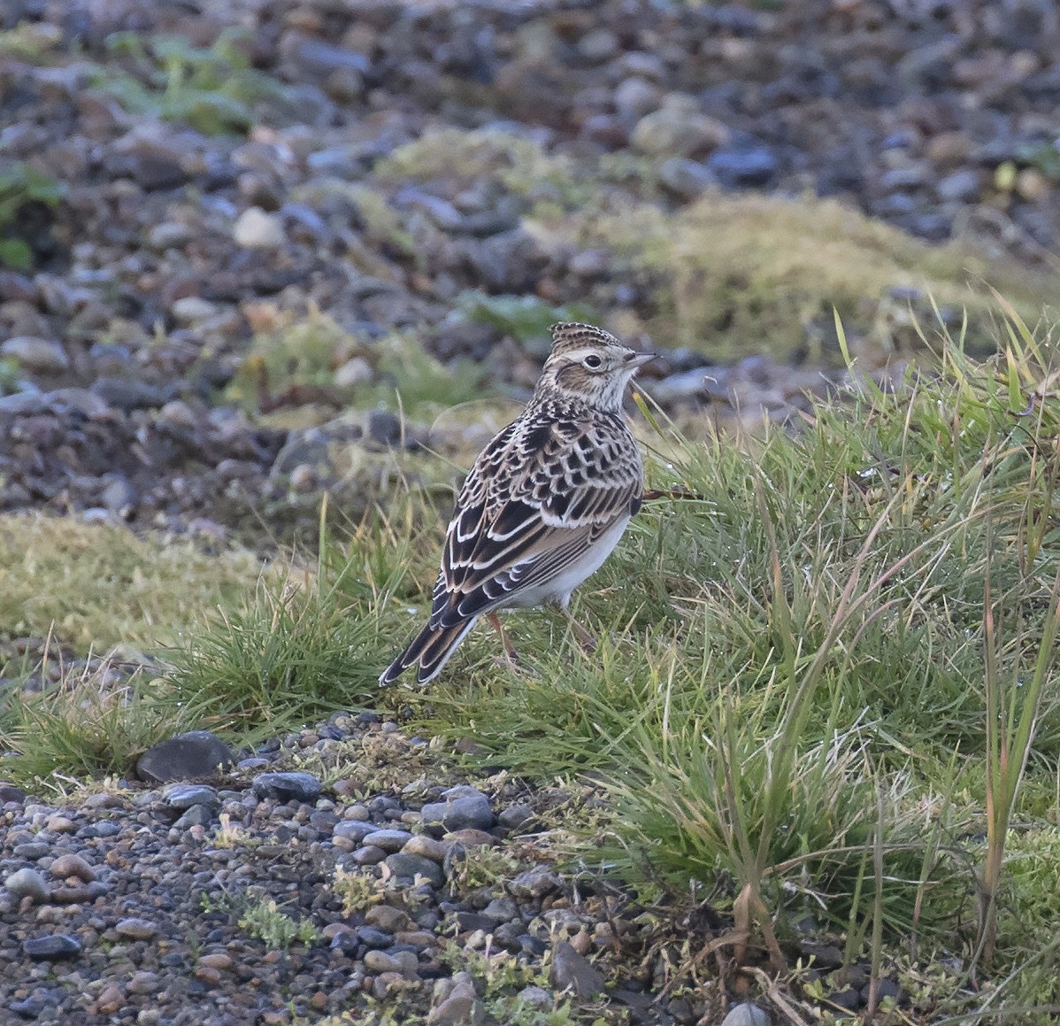 Eurasian Skylark - ML291626291